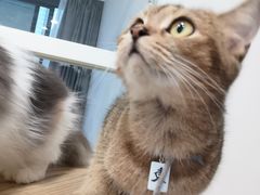 -楼上猫咖(罗湖店)