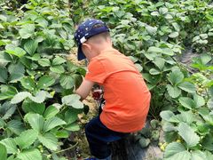 -小鱼草莓采摘园农家乐·小鱼餐厅