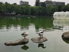 -莲湖公园