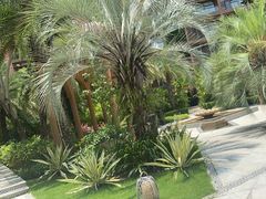 -三亚湾红树林度假世界(木棉酒店)