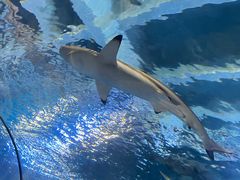 -太平洋海底世界