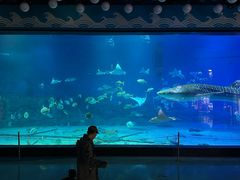 -烟台海昌鲸鲨海洋公园