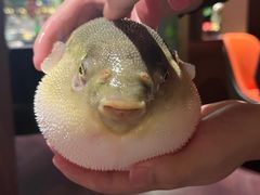 -肆月河豚·淮扬菜·湘菜(华天店)