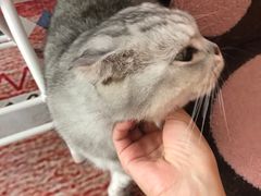 -猫咪派对(江南西店)