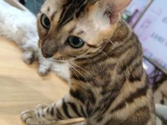 -暗黑魔法·玄灵未妖阁·塔罗·占星·心理咨询