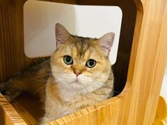 -有喵·猫咖·狗咖·30几只猫10只小狗(岗厦店)
