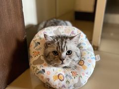 -纳吉亚猫专科动物诊疗中心(蒋宅口分院)