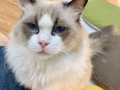 -COLOR PETS 撸猫馆·购猫·猫咖(长风大悦城店)