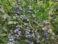 -金谷域澳洲庄园