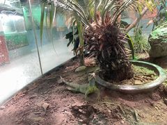 -上海大自然野生昆虫馆(东方明珠·爬宠昆虫探索中心)