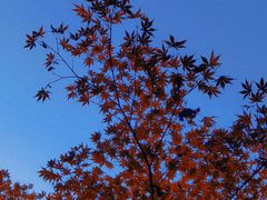 -灵顺寺