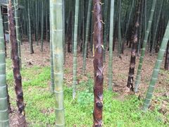 -同里国家湿地公园