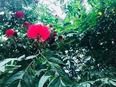 -南山植物园