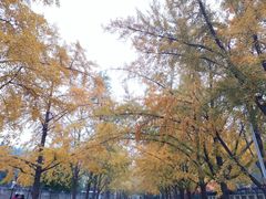 -三里屯东五街银杏大道