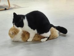 -Heymao猫咖.咖啡厅(东门店)