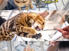 -白夜2D咖啡馆