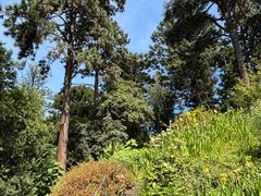 -墨尔本皇家植物园