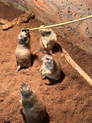 -Zoolung Zoolung动物主题公园(海信广场店)