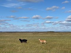 -北京赛佳动物医院