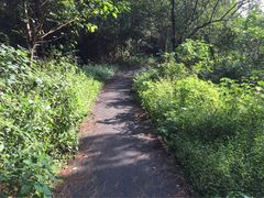 步道-青龙山国家森林公园