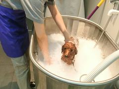 -PETKIT 小佩宠物·低压洗护·美容·寄养(安远店)