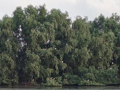 -芒洲湿地公园