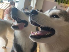 -Husky Go! 哈士奇体验馆·宠物咖啡厅狗咖
