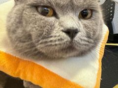 -创凡宠物医院·骨专科  猫科中心(西乡分院)