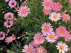 -双季花艺园艺市场(浦东店)