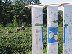 -龙坞茶村