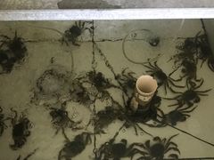 -丫丫蟹庄·苏式园林农家乐·阳澄湖大闸蟹(阳澄湖莲花岛店)