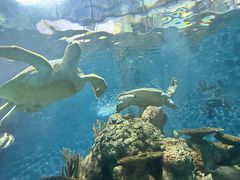 -上海海洋水族馆