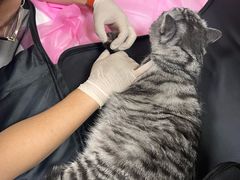 -北京观赏动物医院·24小时大型综合·猫专科·异宠专科