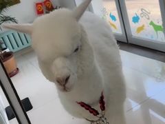 -北京观赏动物医院·24小时大型综合·猫专科·异宠专科