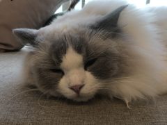 -有喵·猫咖·狗咖·30几只猫10只小狗(岗厦店)