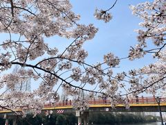 -高东镇樱花园