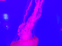 -多彩贵州城极地海洋世界