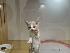 -青奢宠物·青奢猫舍