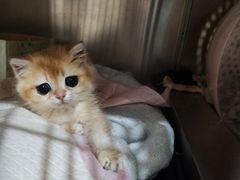 -瑞派名望志远动物医院·猫科·內科·异宠专科(直港大道店)