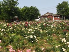-鹅湖玫瑰文化园