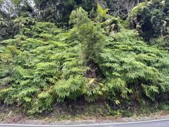 -海南热带雨林国家公园吊罗山景区