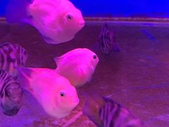 -华声天桥民俗文化园