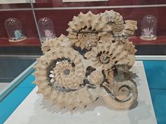 -青岛贝壳博物馆