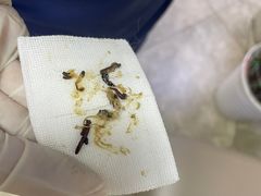 -美联众合动物医院·24h转诊中心