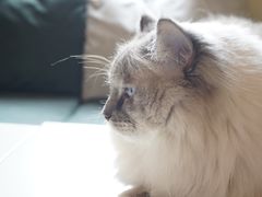 -滚猫咖啡·猫咖·猫友好撸猫(未来城店)