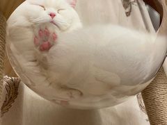-猫力发电所·宠物专门店