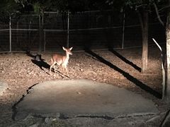-清迈夜间动物园