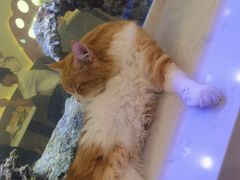 -喵园·猫主题咖啡厅·撸猫·猫咖(国贸店)