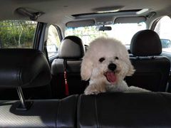 -美联众合宠物医院·爱萌分院·内外科·猫科中心