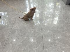 -艾贝尔宠物医院·宠保定点·超声绝育·免疫点(樱花路店)